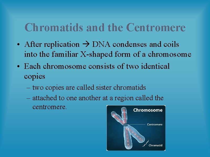 Chromatids and the Centromere • After replication DNA condenses and coils into the familiar