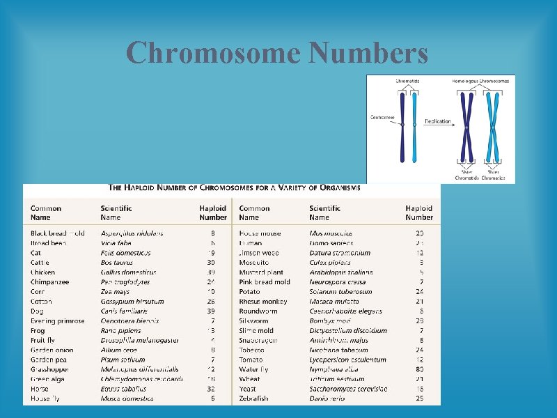 Chromosome Numbers 
