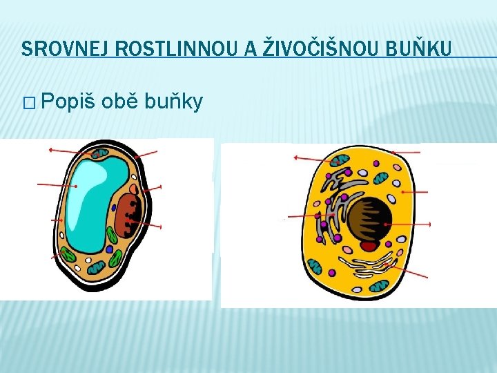 SROVNEJ ROSTLINNOU A ŽIVOČIŠNOU BUŇKU � Popiš obě buňky 