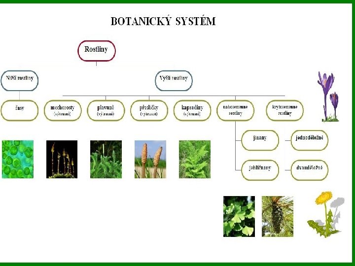 BOTANICKÝ SYSTÉM 