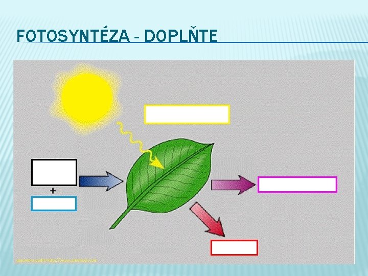 FOTOSYNTÉZA - DOPLŇTE 