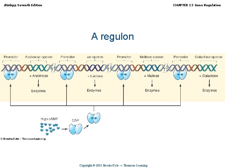 Biology, Seventh Edition CHAPTER 13 Gene Regulation A regulon Copyright © 2005 Brooks/Cole —