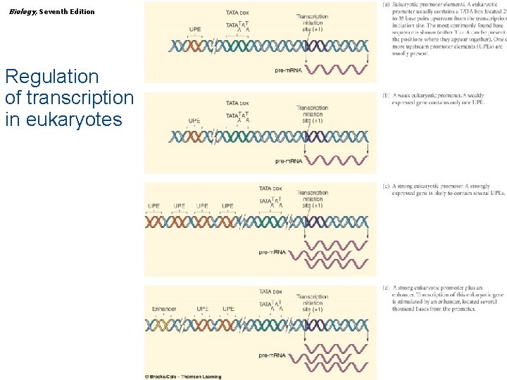 Biology, Seventh Edition CHAPTER 13 Gene Regulation of transcription in eukaryotes Copyright © 2005