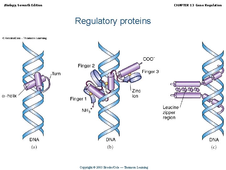 Biology, Seventh Edition CHAPTER 13 Gene Regulation Regulatory proteins Copyright © 2005 Brooks/Cole —