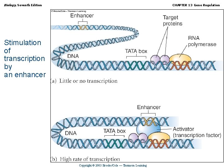 Biology, Seventh Edition CHAPTER 13 Gene Regulation Stimulation of transcription by an enhancer Copyright