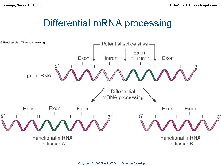 Biology, Seventh Edition CHAPTER 13 Gene Regulation Differential m. RNA processing Copyright © 2005