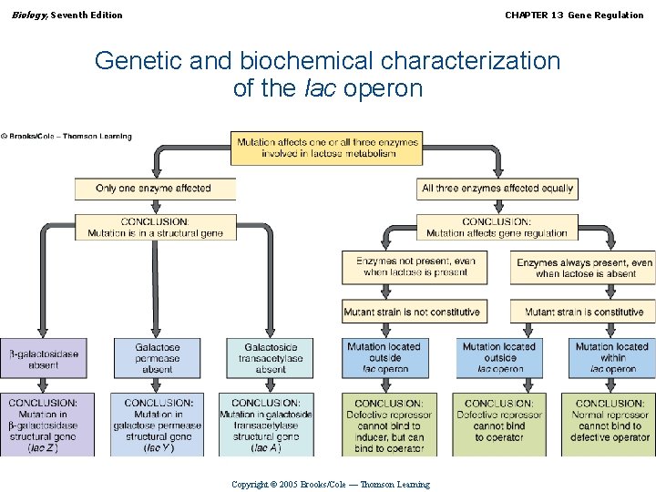 Biology, Seventh Edition CHAPTER 13 Gene Regulation Genetic and biochemical characterization of the lac