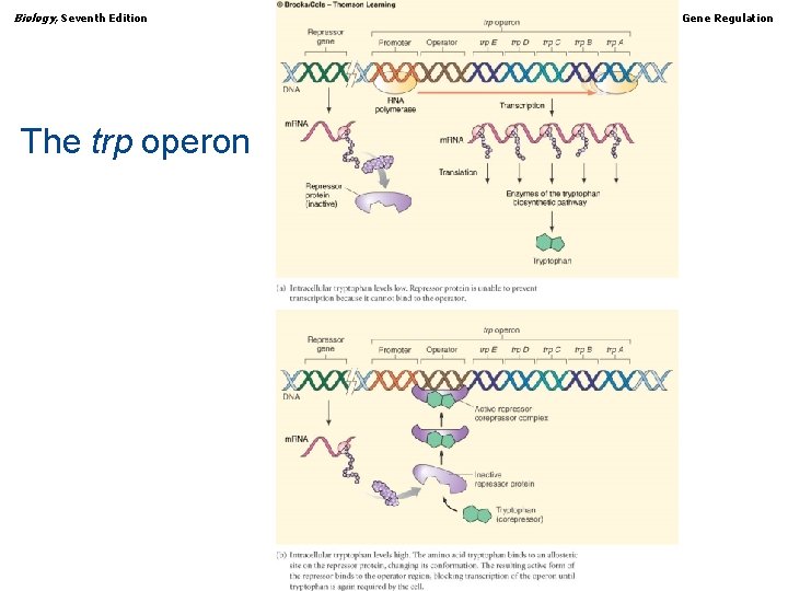 Biology, Seventh Edition CHAPTER 13 Gene Regulation The trp operon Copyright © 2005 Brooks/Cole