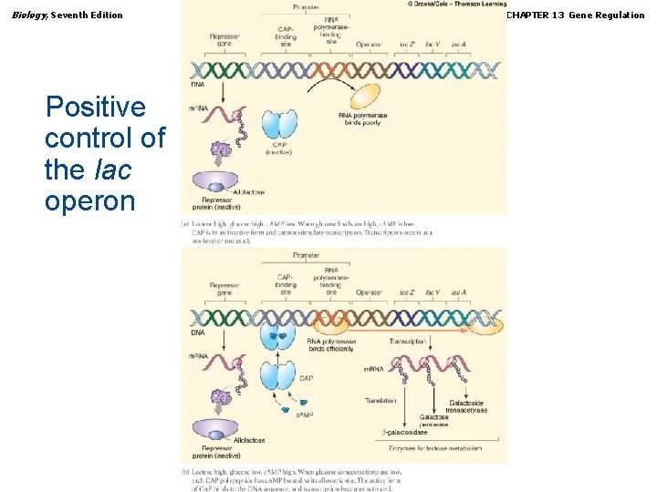 Biology, Seventh Edition CHAPTER 13 Gene Regulation Positive control of the lac operon Copyright