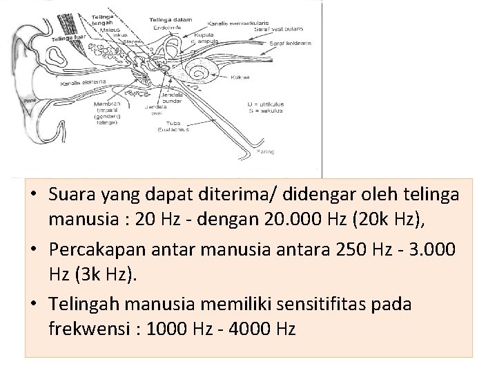  • Suara yang dapat diterima/ didengar oleh telinga manusia : 20 Hz -