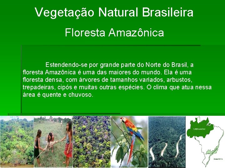 Vegetação Natural Brasileira Floresta Amazônica Estendendo-se por grande parte do Norte do Brasil, a