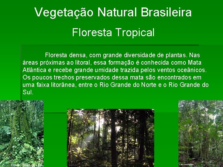 Vegetação Natural Brasileira Floresta Tropical Floresta densa, com grande diversidade de plantas. Nas áreas