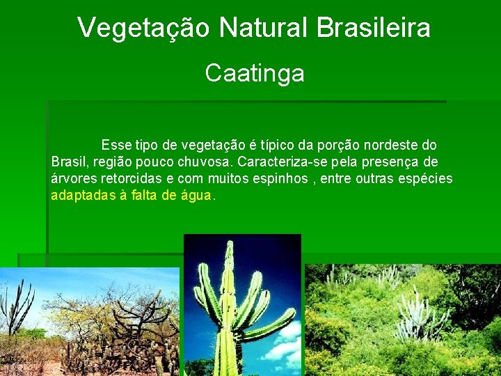 Vegetação Natural Brasileira Caatinga Esse tipo de vegetação é típico da porção nordeste do