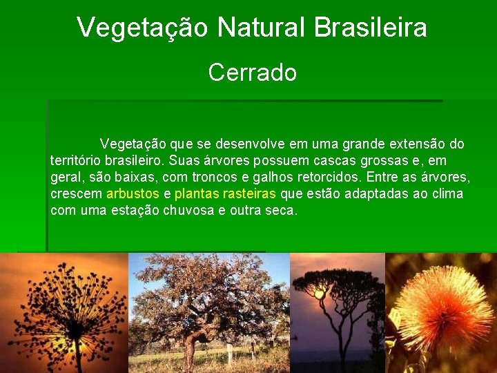 Vegetação Natural Brasileira Cerrado Vegetação que se desenvolve em uma grande extensão do território