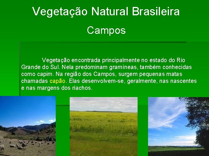 Vegetação Natural Brasileira Campos Vegetação encontrada principalmente no estado do Rio Grande do Sul.