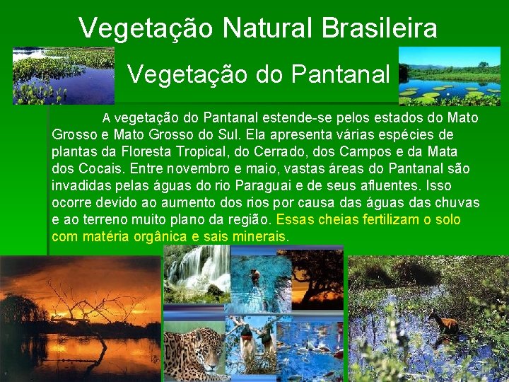 Vegetação Natural Brasileira Vegetação do Pantanal A vegetação do Pantanal estende-se pelos estados do