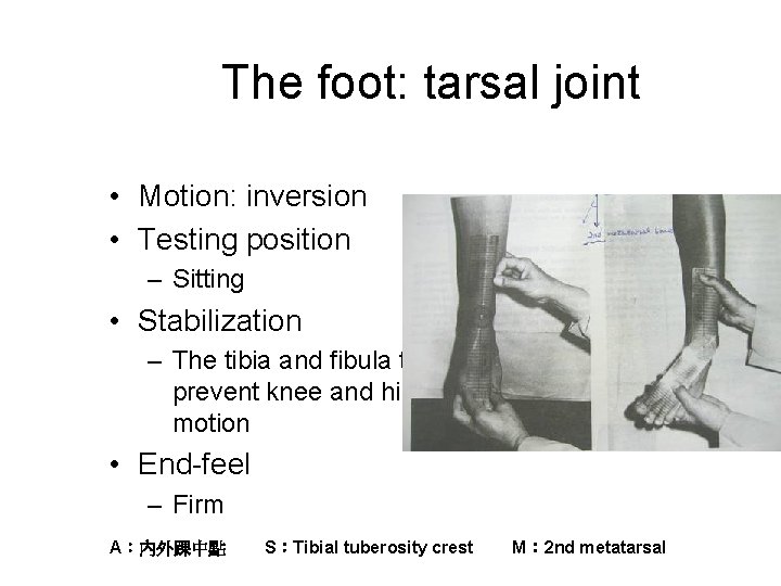 The foot: tarsal joint • Motion: inversion • Testing position – Sitting • Stabilization