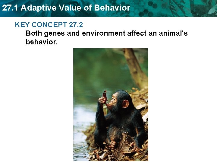 27. 1 Adaptive Value of Behavior KEY CONCEPT 27. 2 Both genes and environment