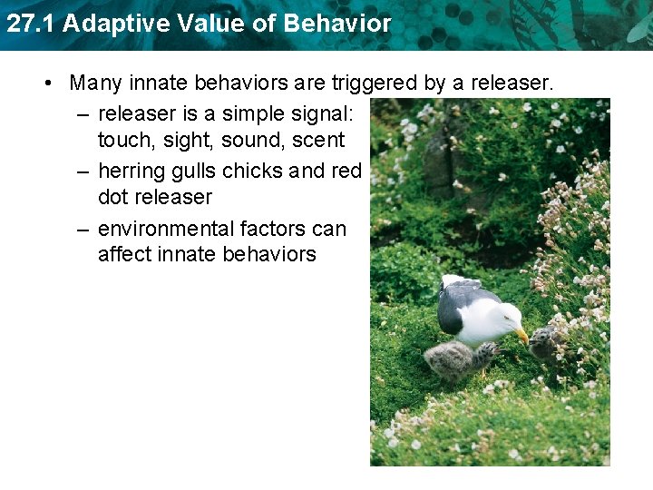27. 1 Adaptive Value of Behavior • Many innate behaviors are triggered by a