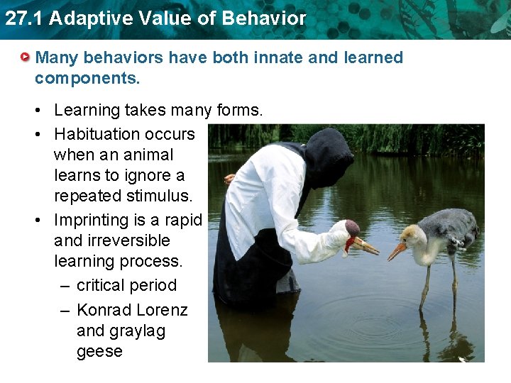 27. 1 Adaptive Value of Behavior Many behaviors have both innate and learned components.