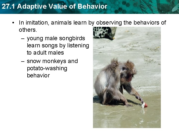 27. 1 Adaptive Value of Behavior • In imitation, animals learn by observing the