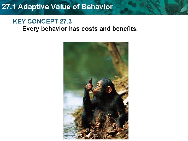 27. 1 Adaptive Value of Behavior KEY CONCEPT 27. 3 Every behavior has costs