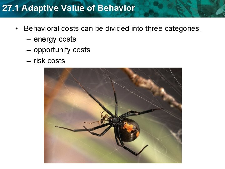 27. 1 Adaptive Value of Behavior • Behavioral costs can be divided into three
