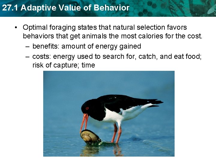 27. 1 Adaptive Value of Behavior • Optimal foraging states that natural selection favors