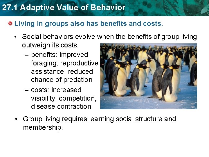 27. 1 Adaptive Value of Behavior Living in groups also has benefits and costs.