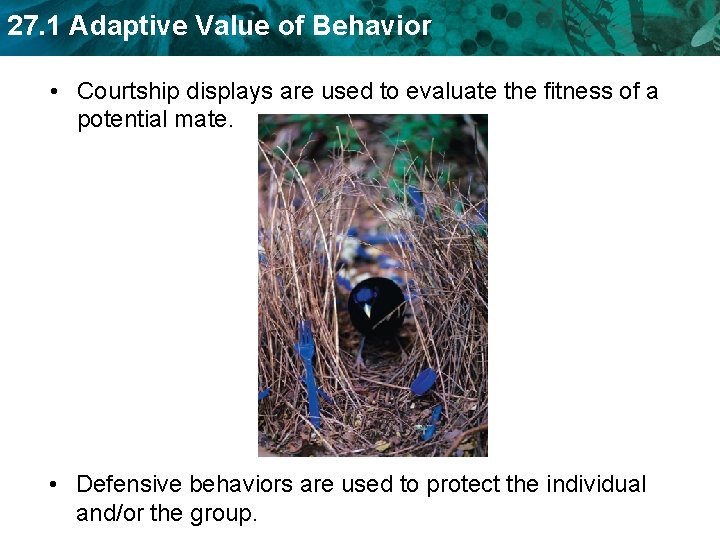 27. 1 Adaptive Value of Behavior • Courtship displays are used to evaluate the