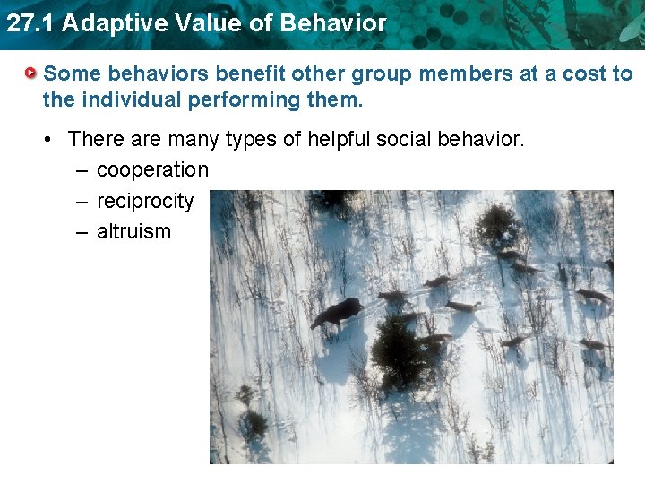 27. 1 Adaptive Value of Behavior Some behaviors benefit other group members at a