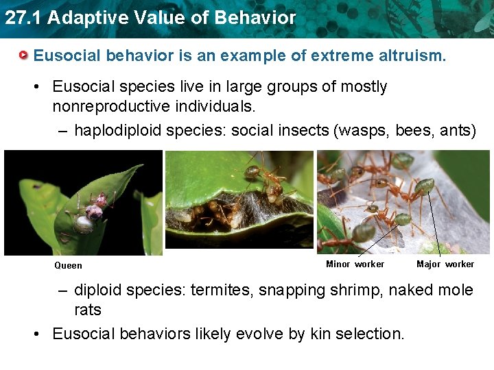 27. 1 Adaptive Value of Behavior Eusocial behavior is an example of extreme altruism.