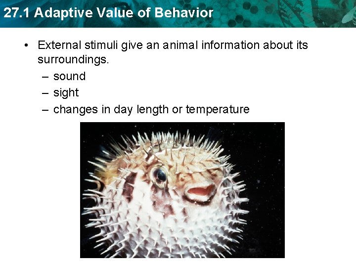 27. 1 Adaptive Value of Behavior • External stimuli give an animal information about