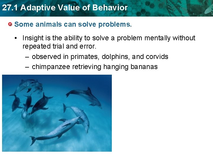 27. 1 Adaptive Value of Behavior Some animals can solve problems. • Insight is