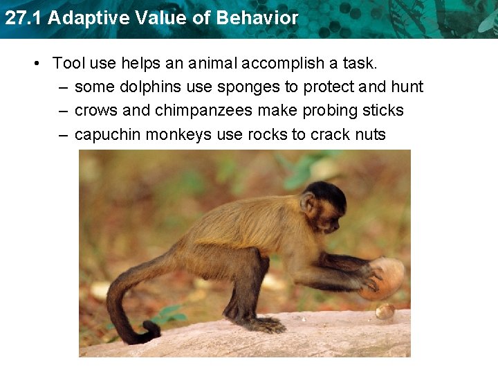 27. 1 Adaptive Value of Behavior • Tool use helps an animal accomplish a