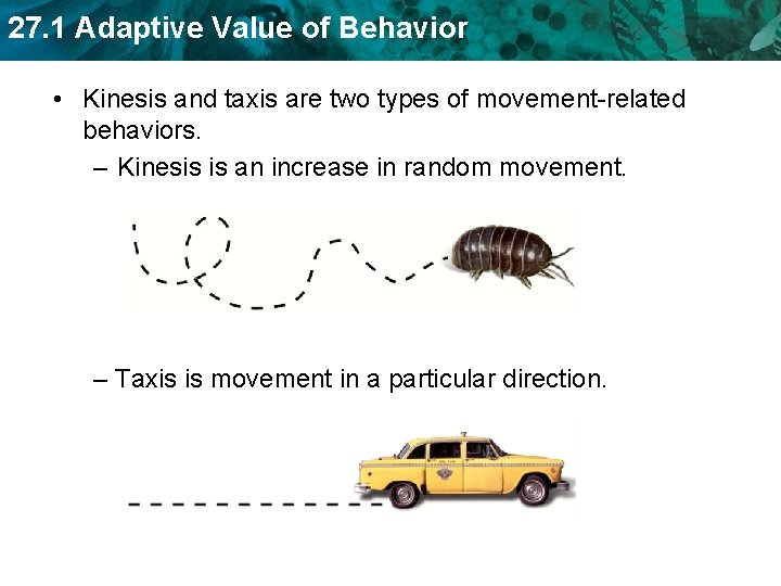 27. 1 Adaptive Value of Behavior • Kinesis and taxis are two types of