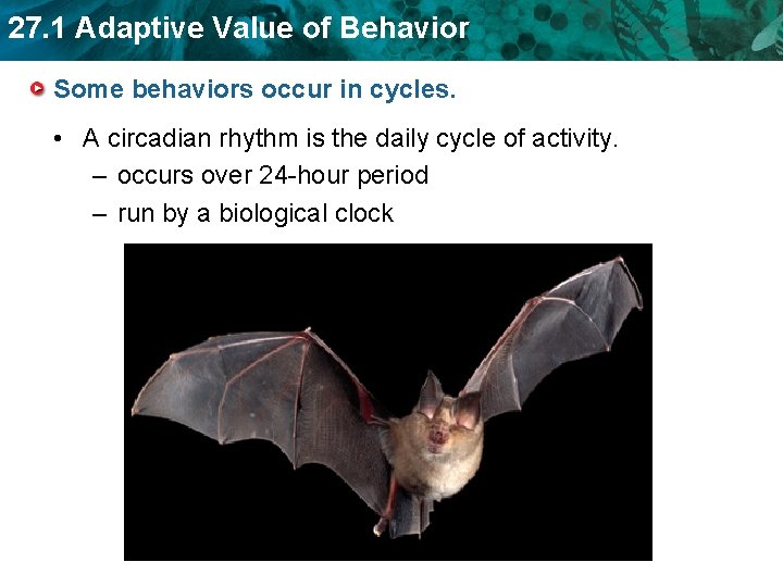 27. 1 Adaptive Value of Behavior Some behaviors occur in cycles. • A circadian