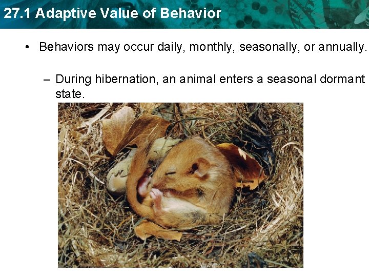 27. 1 Adaptive Value of Behavior • Behaviors may occur daily, monthly, seasonally, or