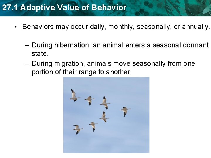 27. 1 Adaptive Value of Behavior • Behaviors may occur daily, monthly, seasonally, or