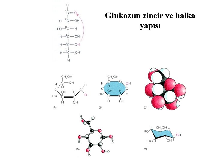 Glukozun zincir ve halka yapısı 