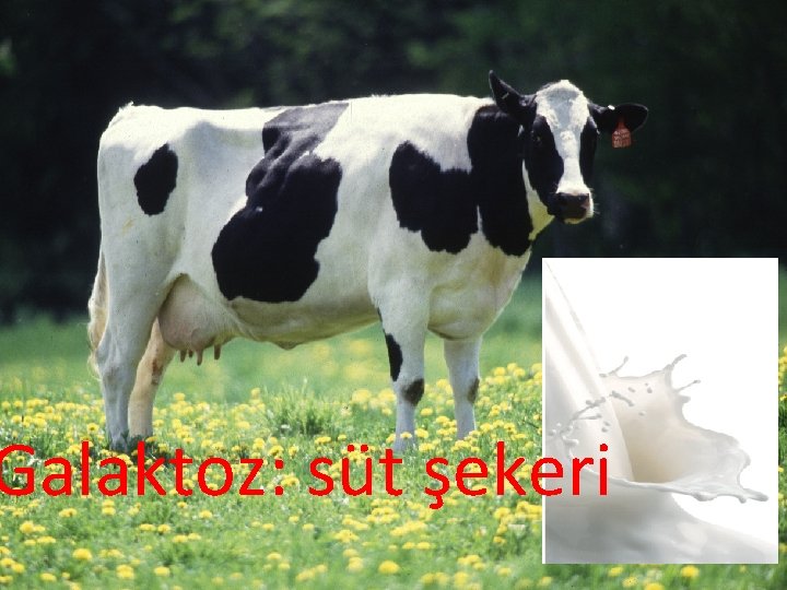 Galaktoz: süt şekeri 