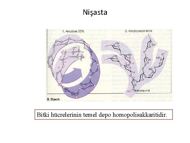Nişasta Bitki hücrelerinin temel depo homopolisakkaritidir. 