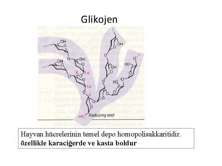 Glikojen Hayvan hücrelerinin temel depo homopolisakkaritidir. özellikle karaciğerde ve kasta boldur 