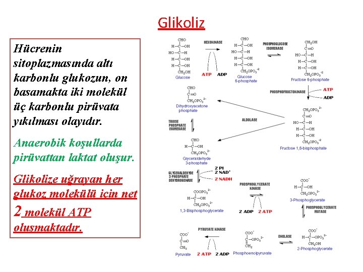 Glikoliz Hücrenin sitoplazmasında altı karbonlu glukozun, on basamakta iki molekül üç karbonlu pirüvata yıkılması