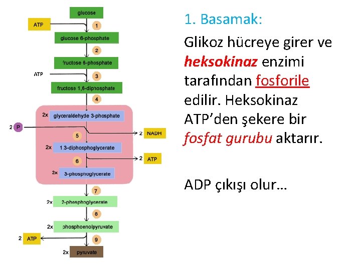 1. Basamak: Glikoz hücreye girer ve heksokinaz enzimi tarafından fosforile edilir. Heksokinaz ATP’den şekere