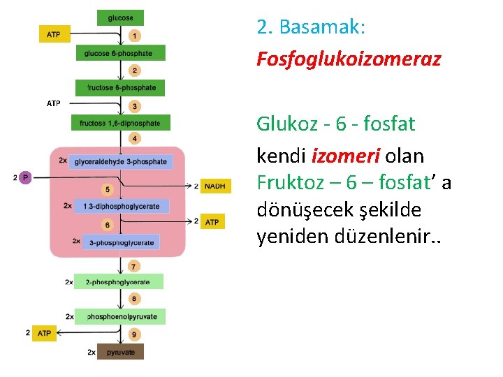 2. Basamak: Fosfoglukoizomeraz ATP Glukoz - 6 - fosfat kendi izomeri olan Fruktoz –