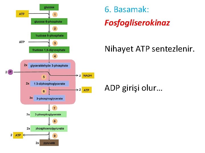 6. Basamak: Fosfogliserokinaz ATP Nihayet ATP sentezlenir. ADP girişi olur… 