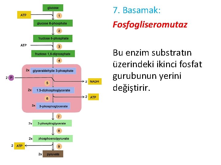 7. Basamak: Fosfogliseromutaz ATP Bu enzim substratın üzerindeki ikinci fosfat gurubunun yerini değiştirir. 