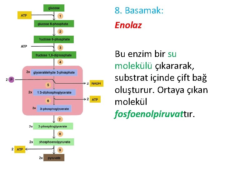 8. Basamak: Enolaz ATP Bu enzim bir su molekülü çıkararak, substrat içinde çift bağ