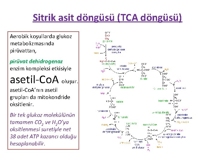 Sitrik asit döngüsü (TCA döngüsü) Aerobik koşullarda glukoz metabolizmasında pirüvattan, pirüvat dehidrogenaz enzim kompleksi